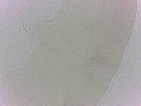 Diphascon chilenense image