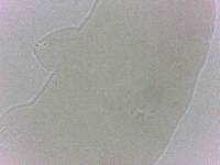 Diphascon chilenense image