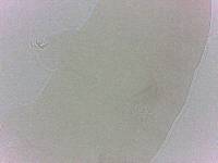 Diphascon chilenense image