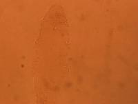 Diphascon chilenense image
