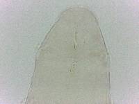 Diphascon chilenense image
