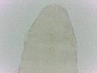 Diphascon chilenense image