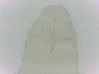 Diphascon chilenense image