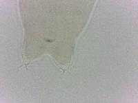 Diphascon chilenense image