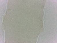 Diphascon chilenense image
