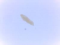 Adropion scoticum image