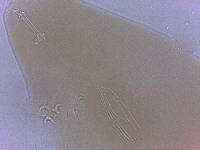 Adropion scoticum image