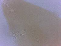 Adropion scoticum image