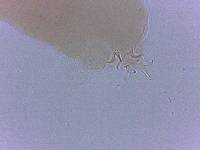 Adropion scoticum image