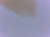 Adropion scoticum image