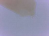 Adropion scoticum image