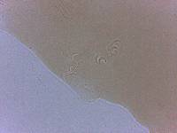 Adropion scoticum image