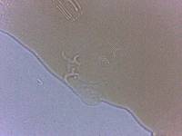 Adropion scoticum image