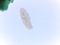 Adropion scoticum image