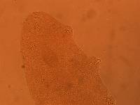 Adropion scoticum image