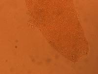 Adropion scoticum image