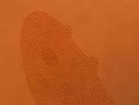 Adropion scoticum image