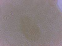 Adropion scoticum image