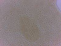 Adropion scoticum image
