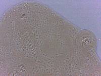 Adropion scoticum image