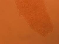 Adropion scoticum image