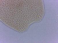 Adropion scoticum image
