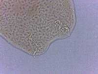 Adropion scoticum image