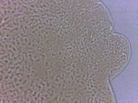 Adropion scoticum image