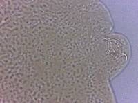 Adropion scoticum image