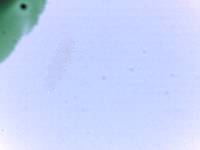 Adropion scoticum image