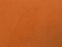 Adropion scoticum image