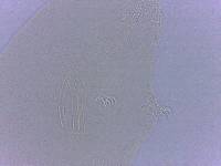 Adropion scoticum image