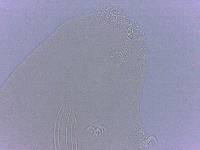 Adropion scoticum image