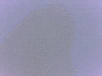 Adropion scoticum image