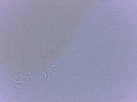 Adropion scoticum image