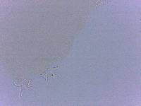 Adropion scoticum image