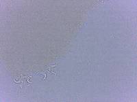 Adropion scoticum image