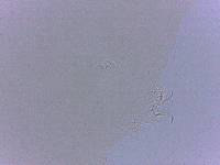 Adropion scoticum image