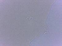 Adropion scoticum image