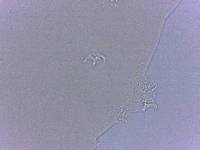 Adropion scoticum image