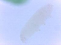 Adropion scoticum image