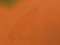 Adropion scoticum image