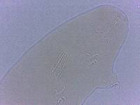 Adropion scoticum image