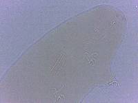 Adropion scoticum image