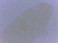 Adropion scoticum image