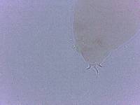 Adropion scoticum image