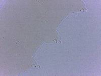 Adropion scoticum image