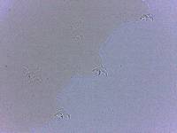 Adropion scoticum image