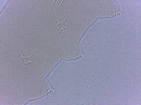 Adropion scoticum image