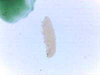 Adropion scoticum image